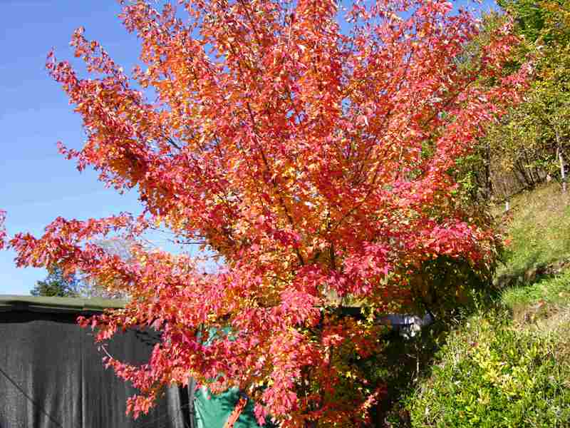 Poesia senza voce nel Giardino Museo Bonsai della Serenit�.